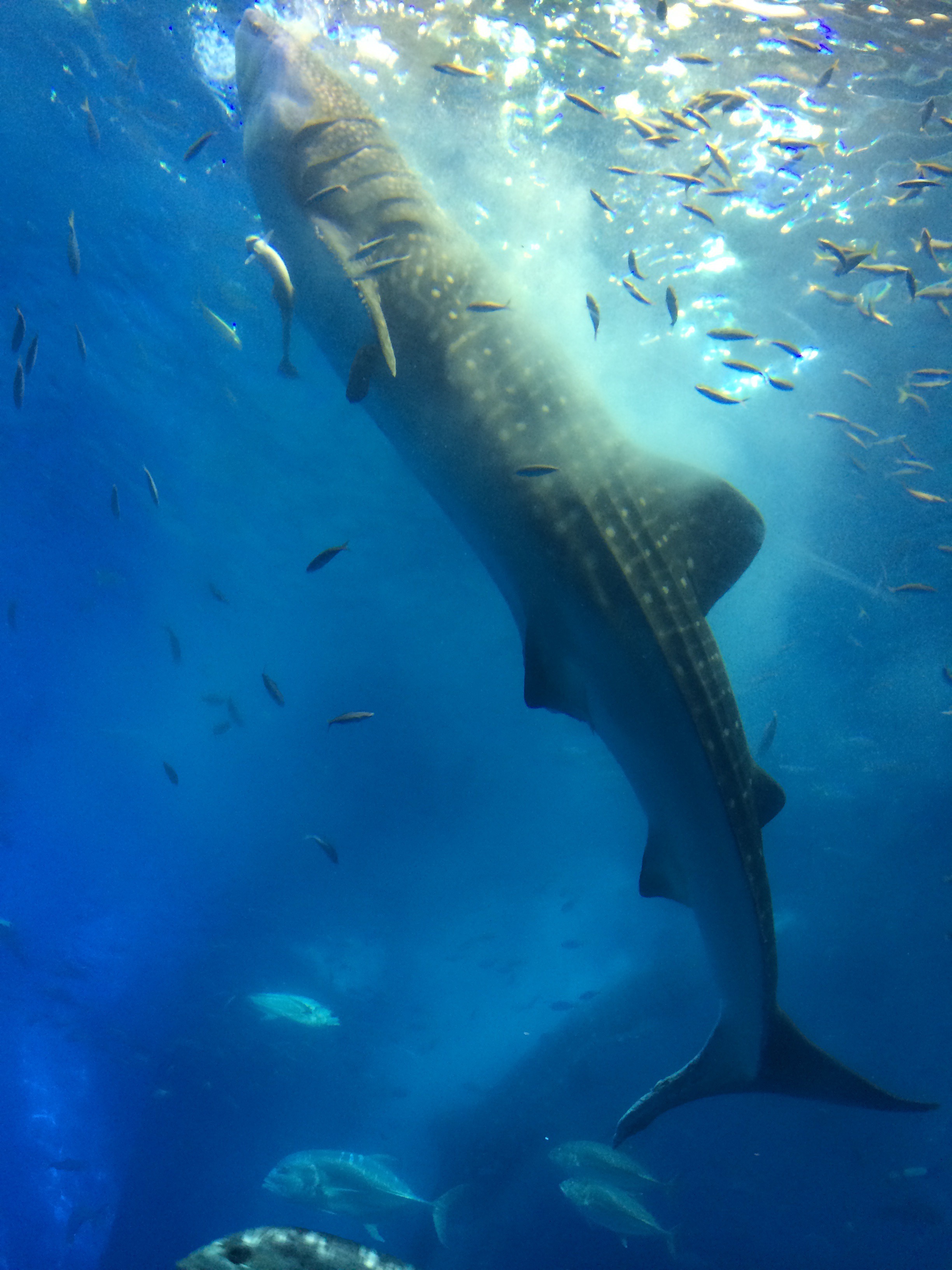 サメジンベエ オキナワ 水族館 五十嵐智哉