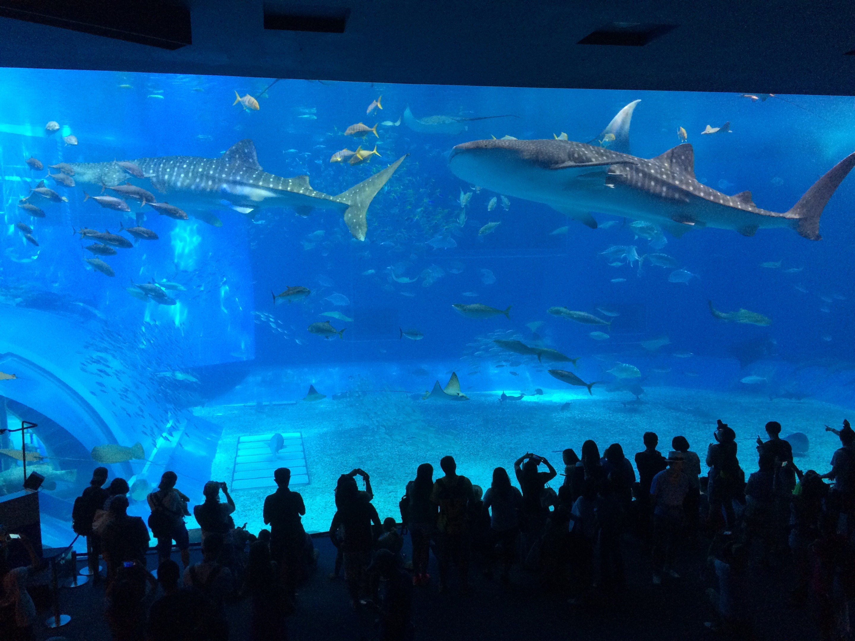 ジンベエ サメ オキナワ 水族館 五十嵐智哉