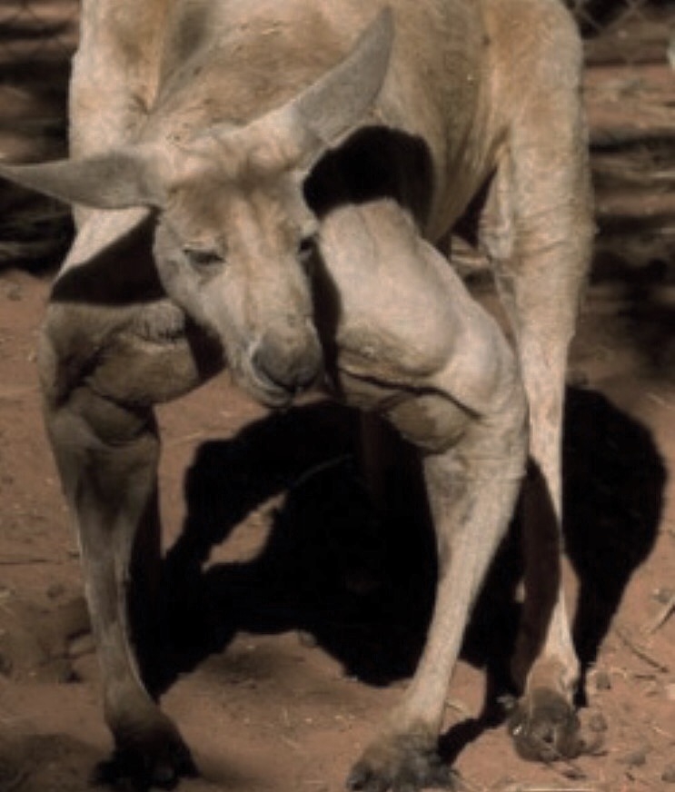 筋肉イガラシ カンガルー